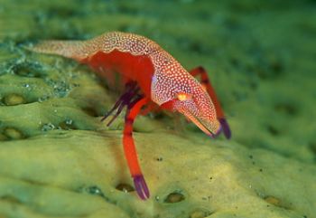 Periclimines shrimp on sea cucumber , Indonesia . F100 / ... by Gregory Grant 